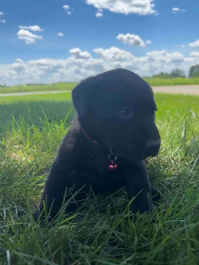 Chloe