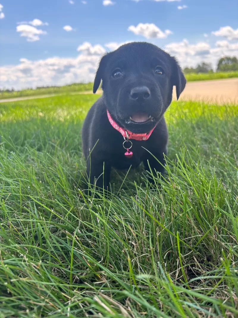 Chloe