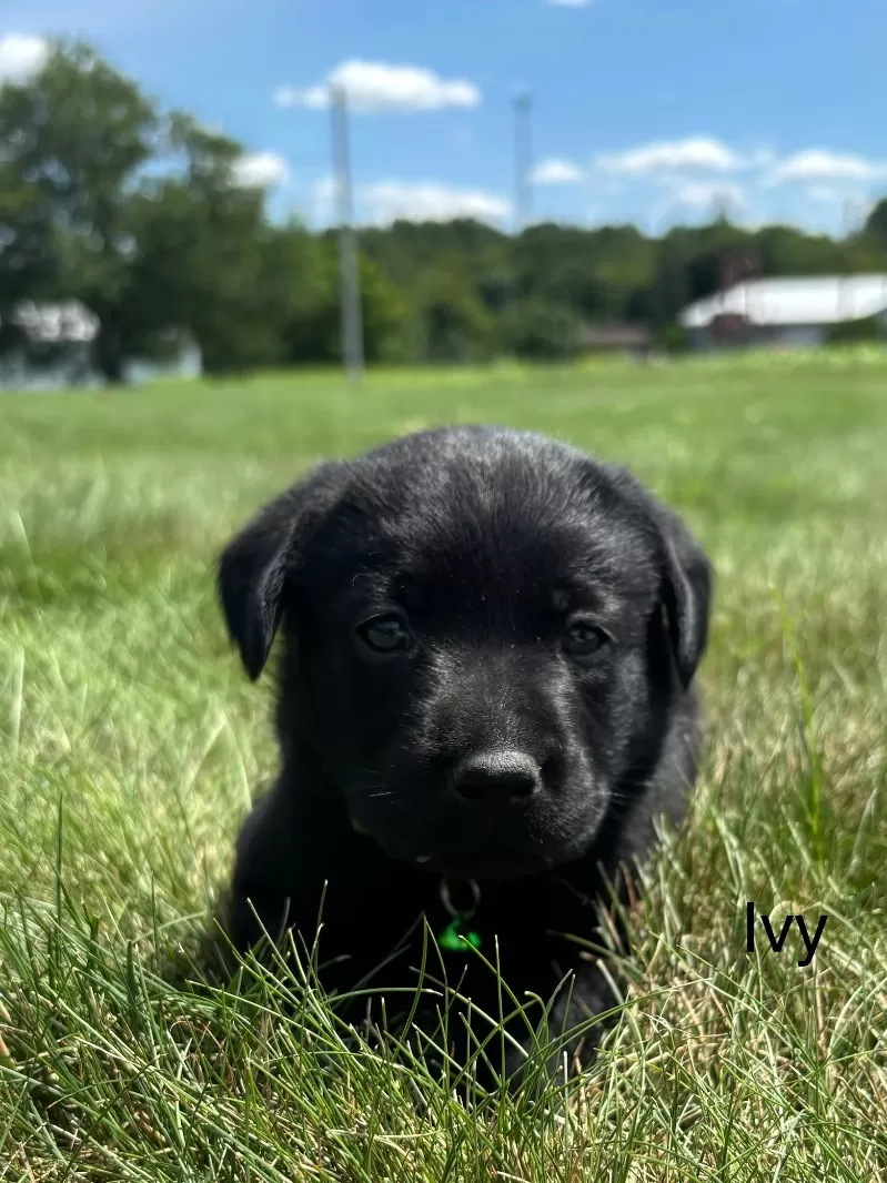Puppy Name: Ivy