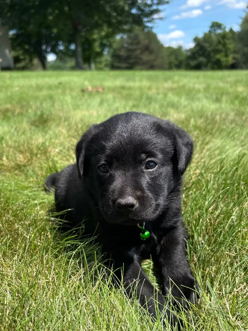 Ivy