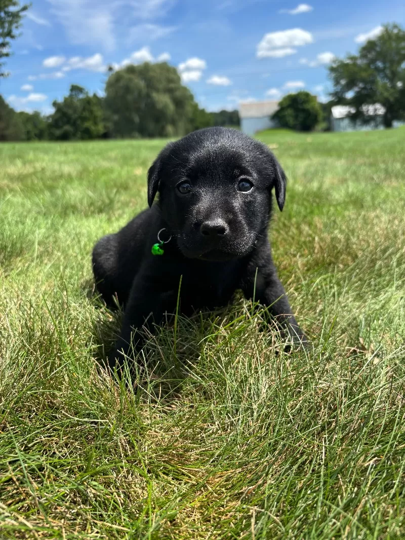 Ivy