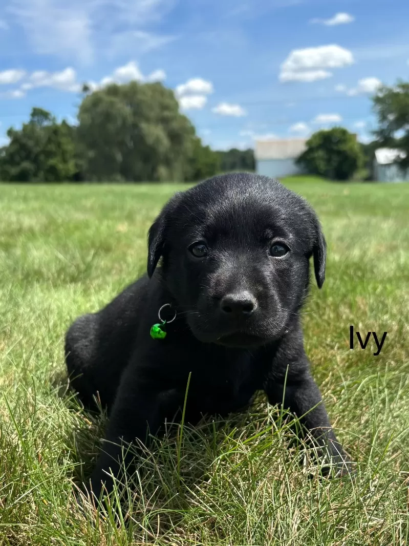 Ivy