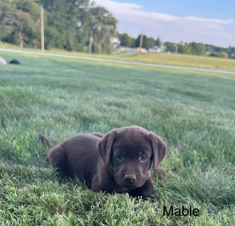 Puppy Name: Mable