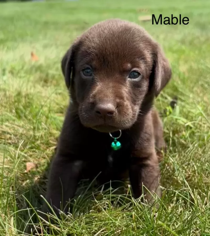 Mable
