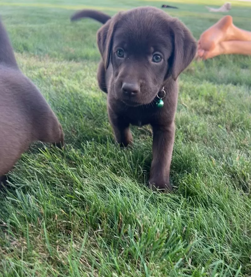 Mable