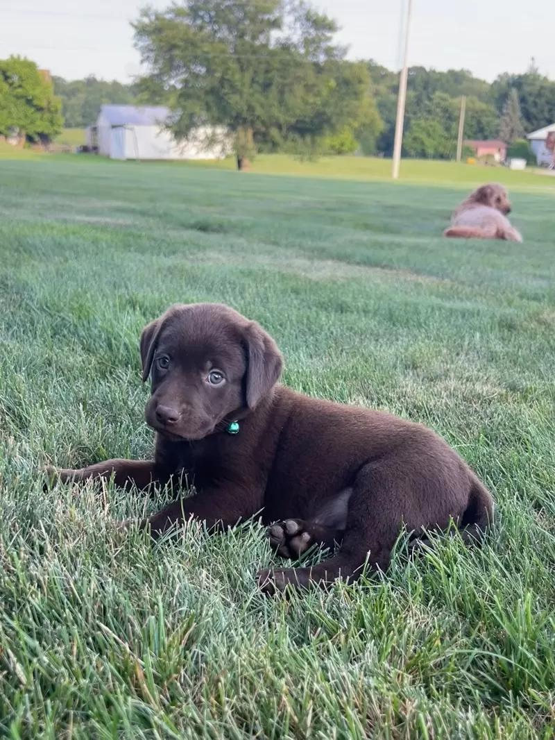 Mable