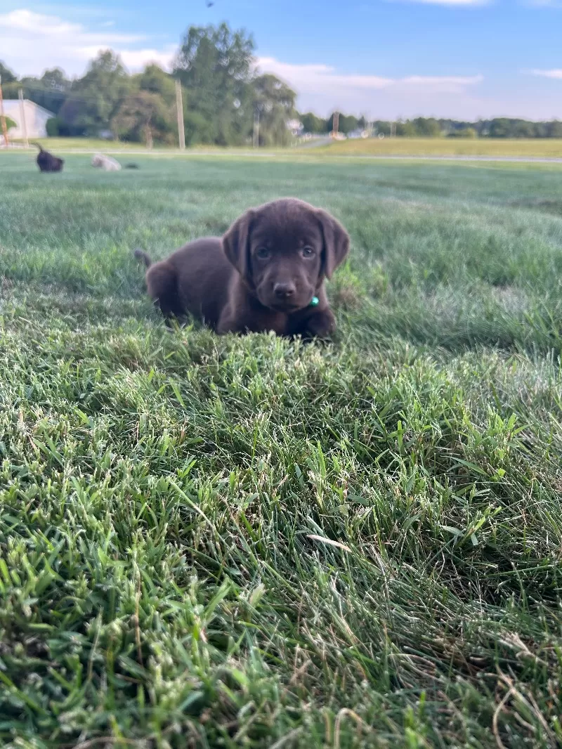 Mable