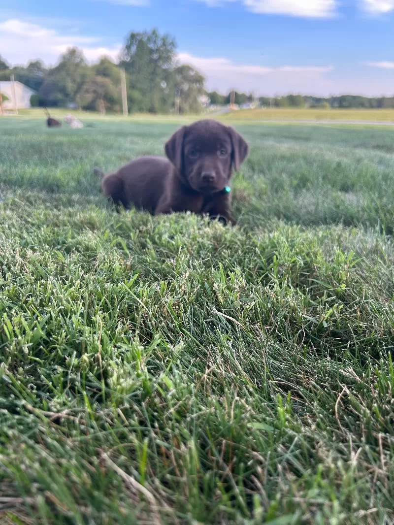 Mable