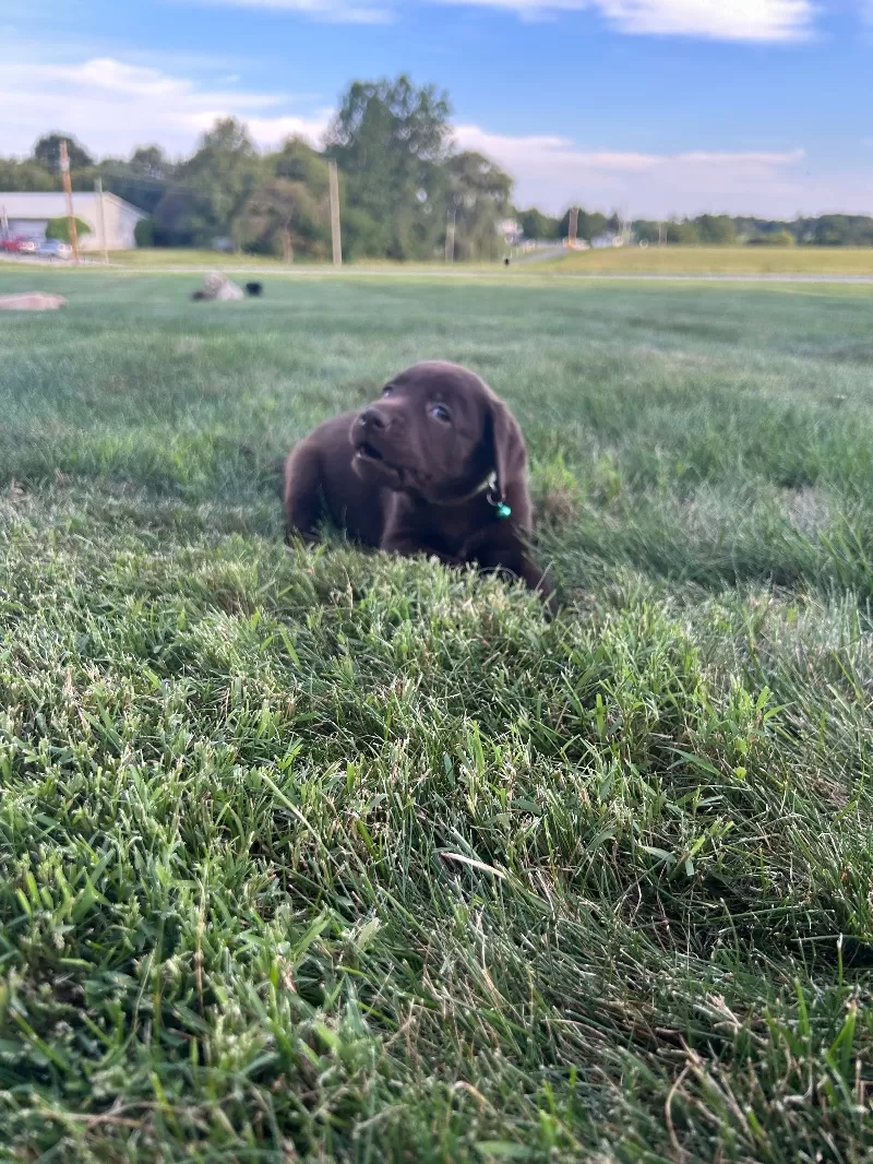 Mable