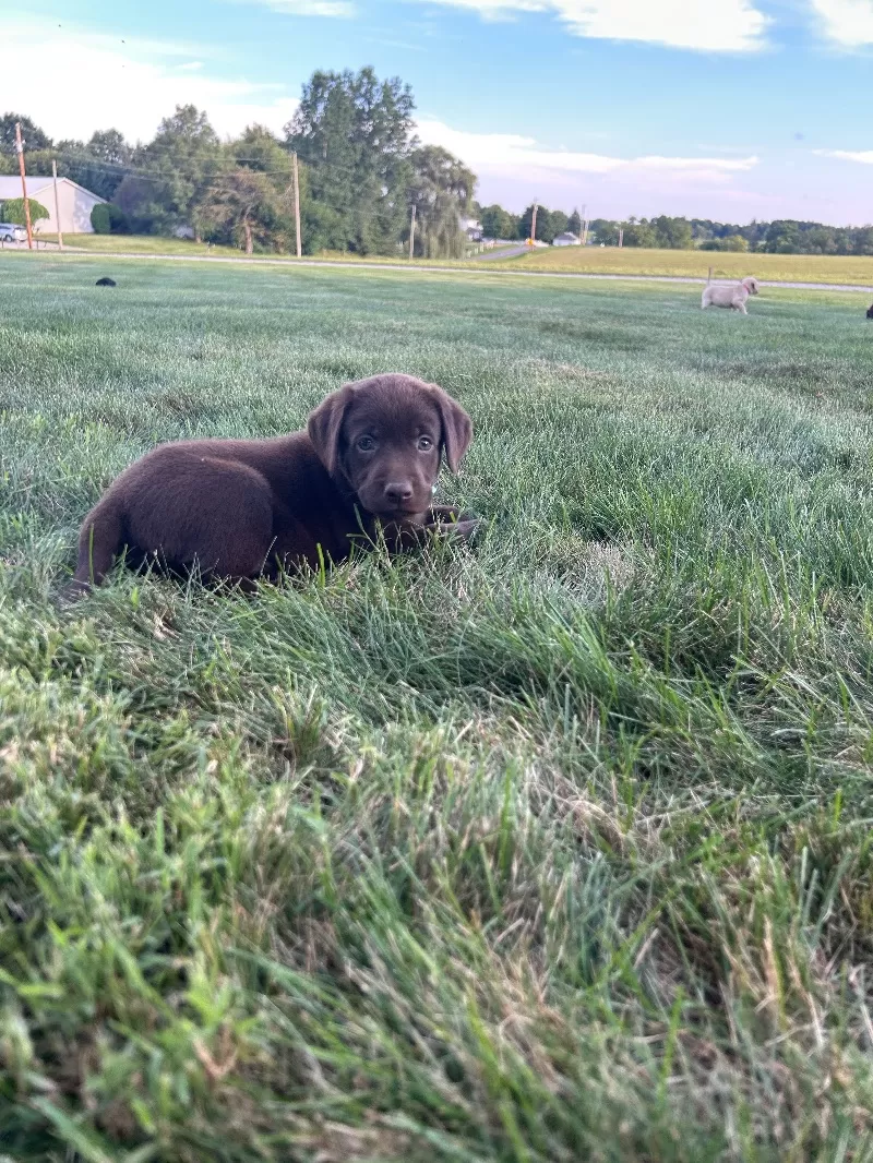 Mable