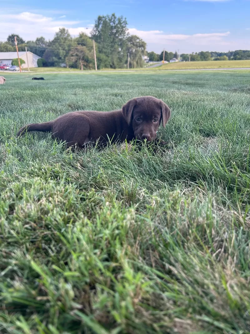 Mable