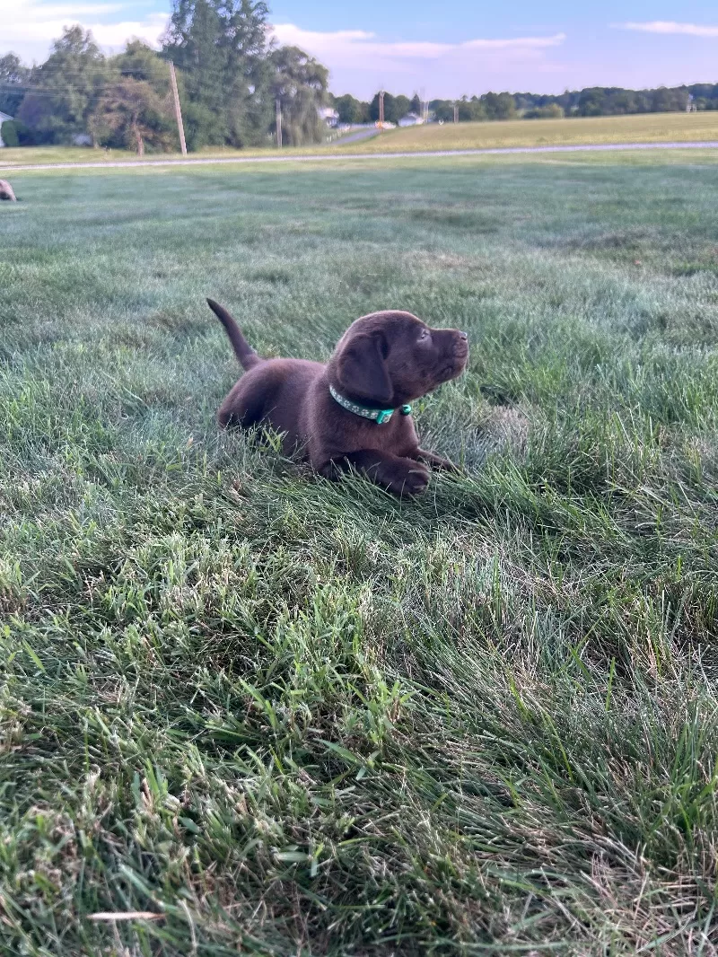 Mable