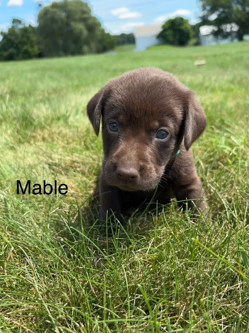 Mable