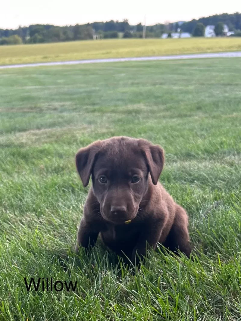 Puppy Name: Willow