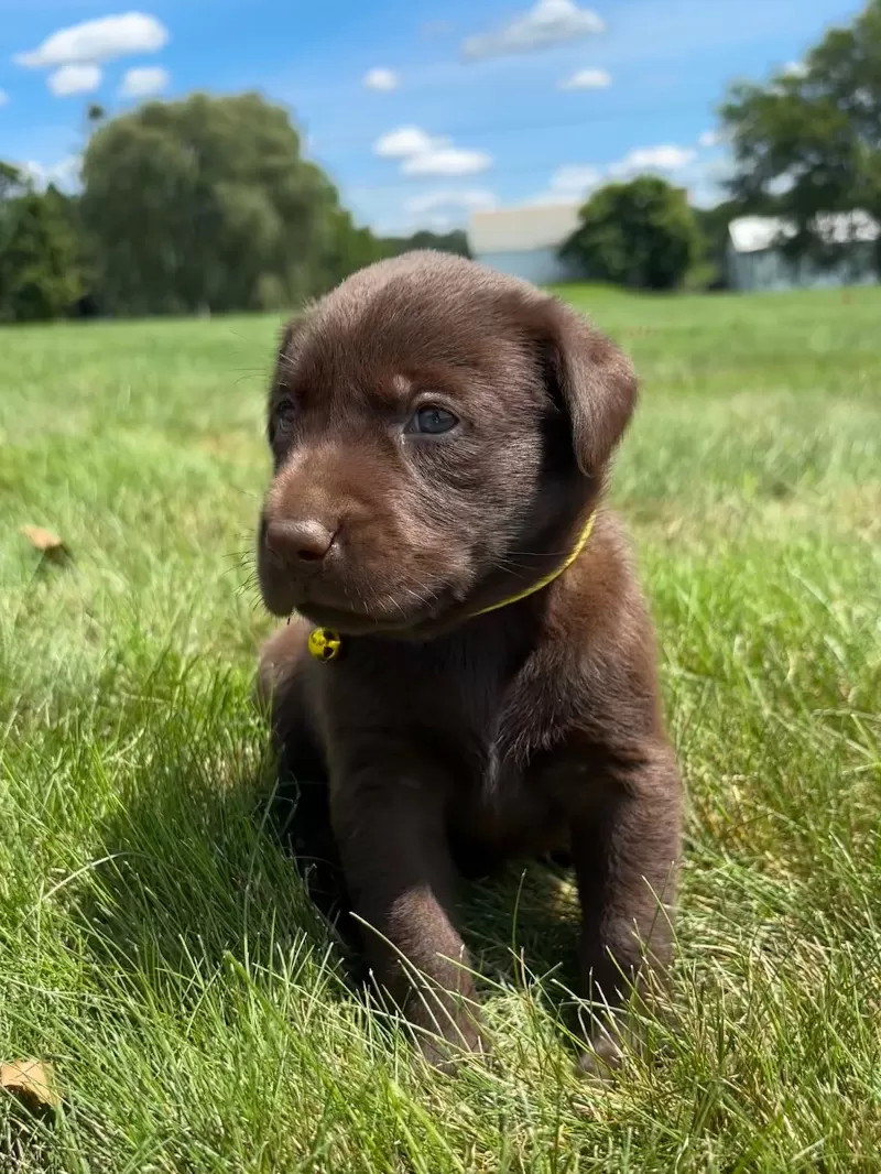 Puppy Name: Willow