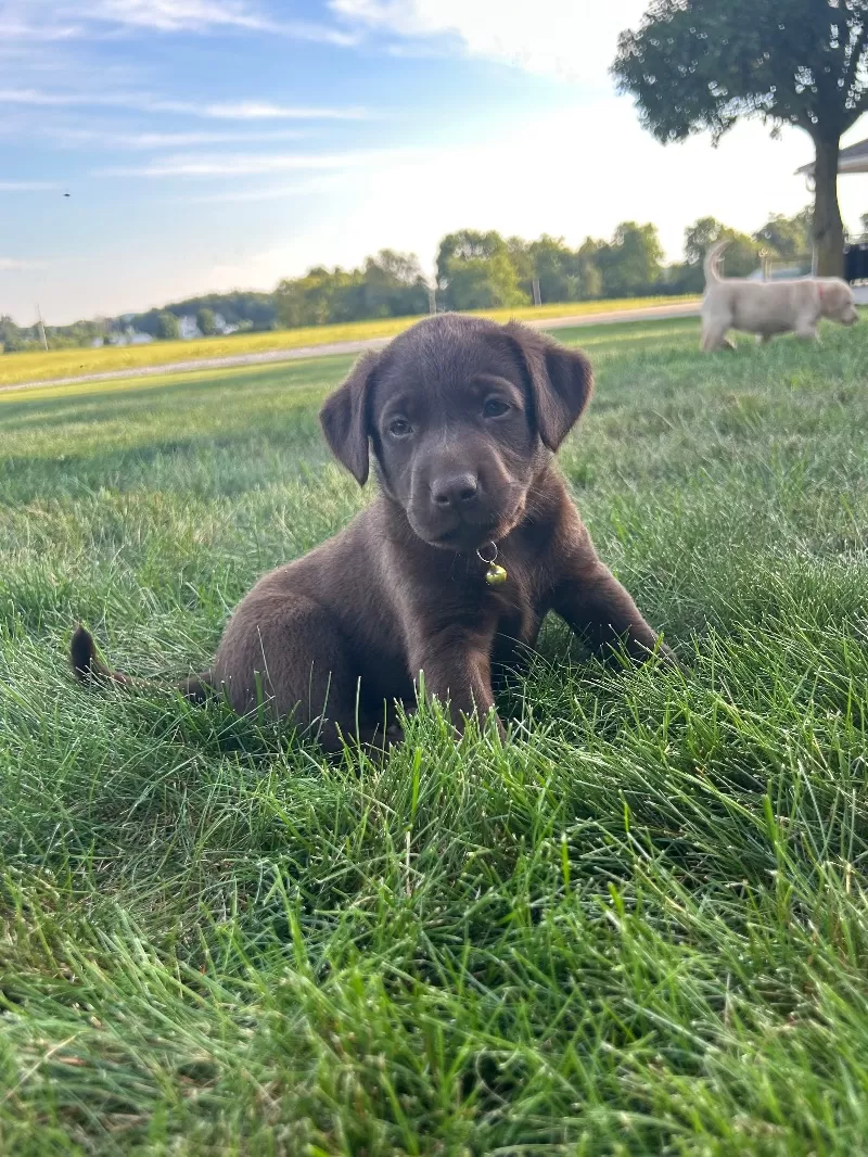 Willow