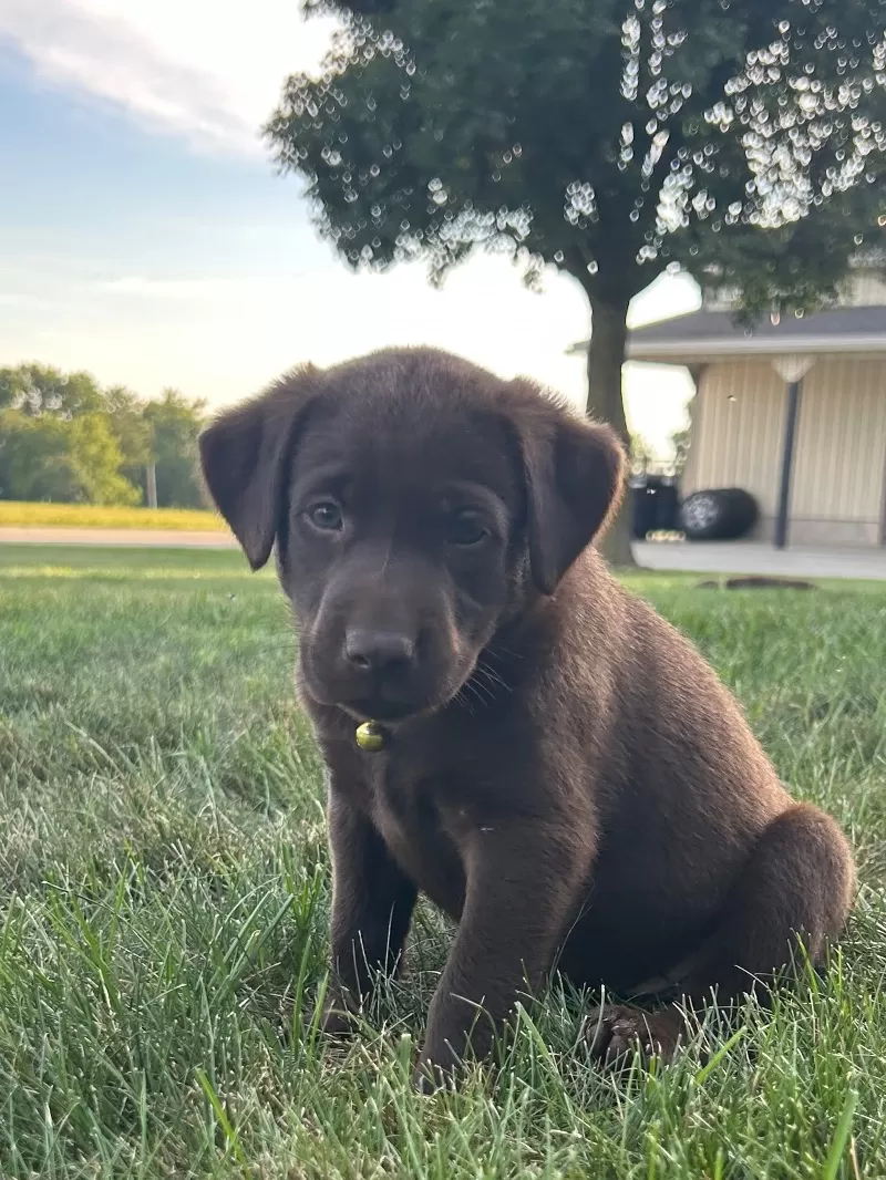 Willow