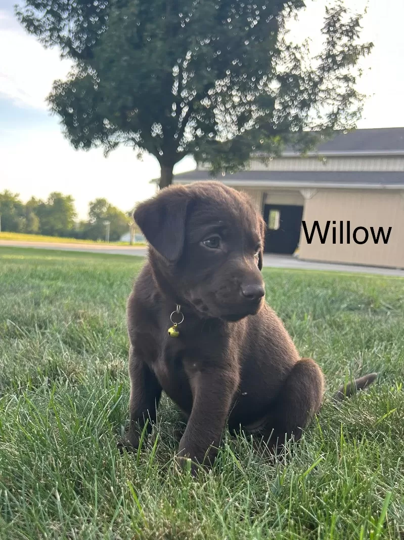 Willow