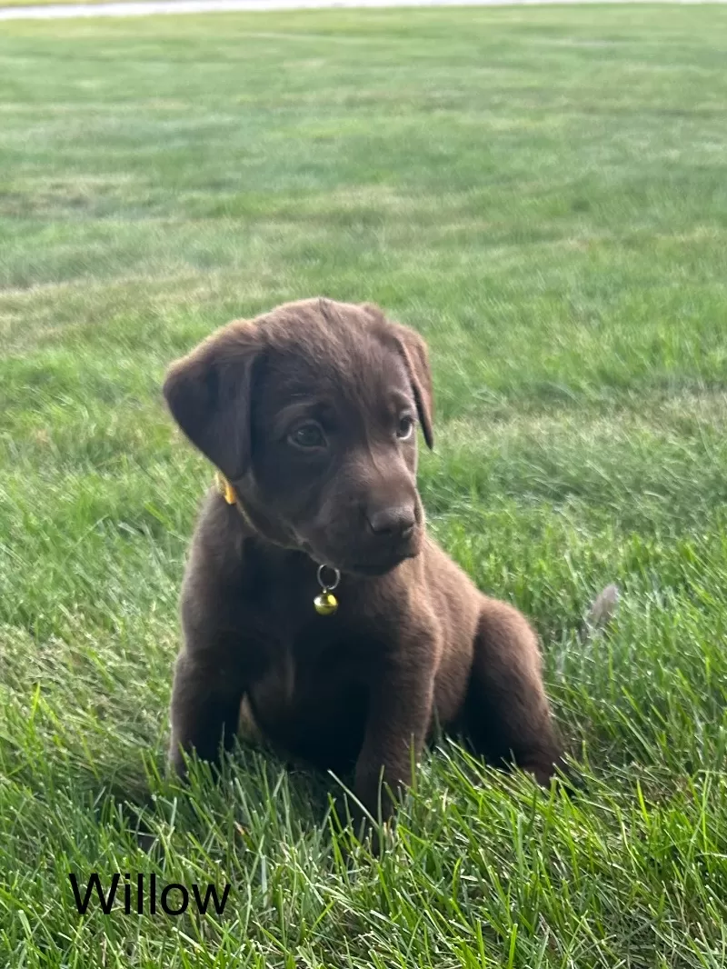 Willow