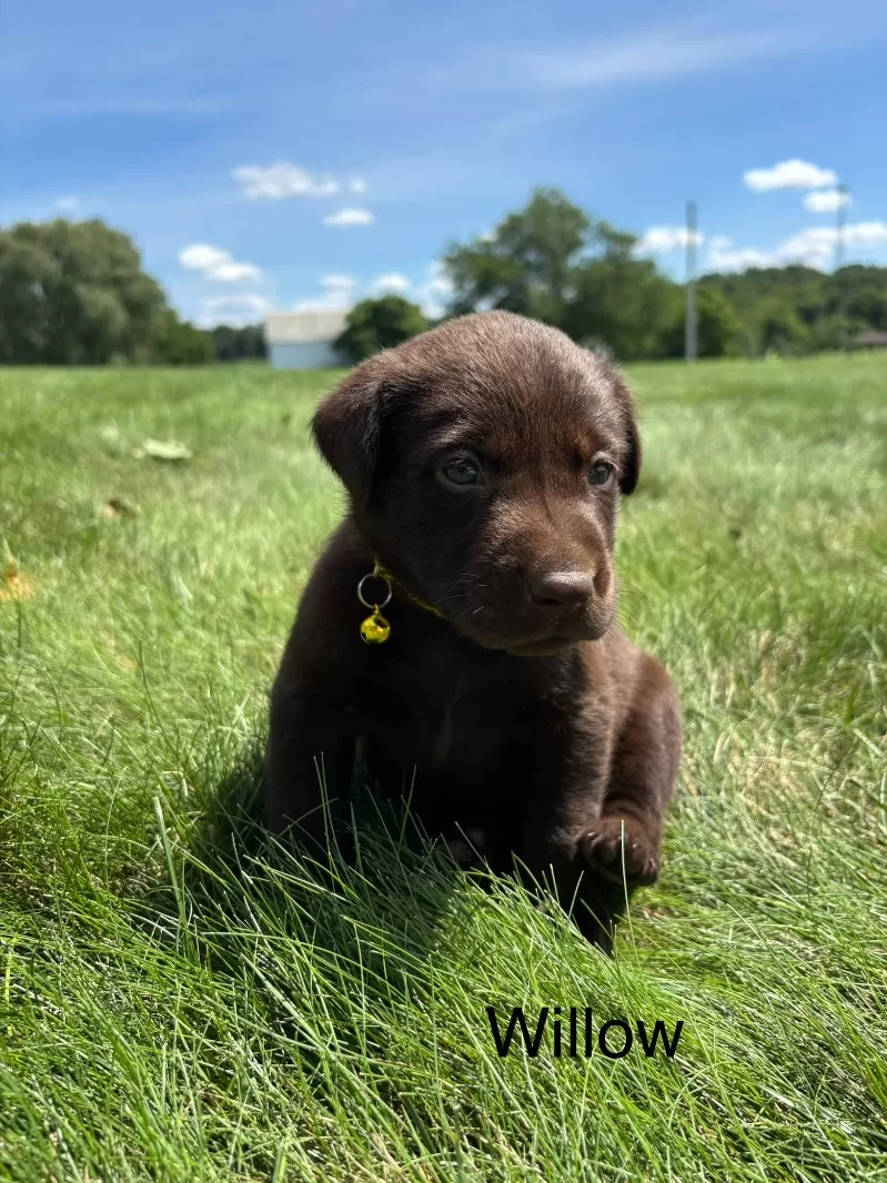 Willow