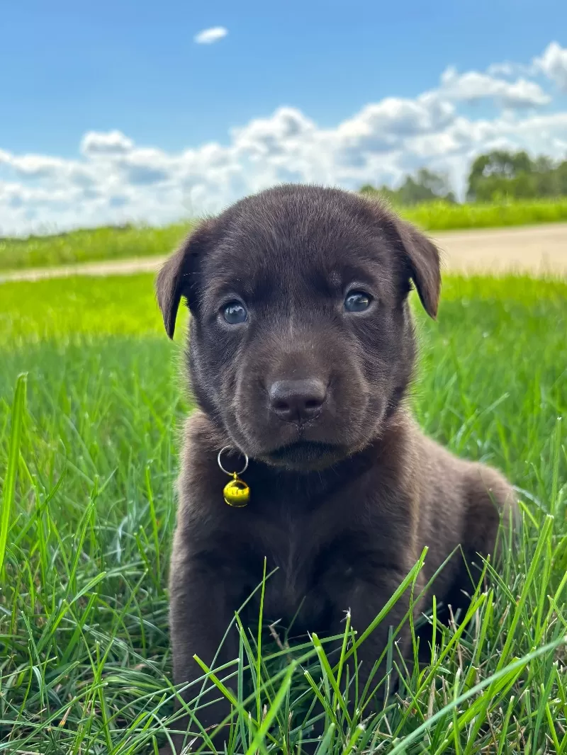 Willow