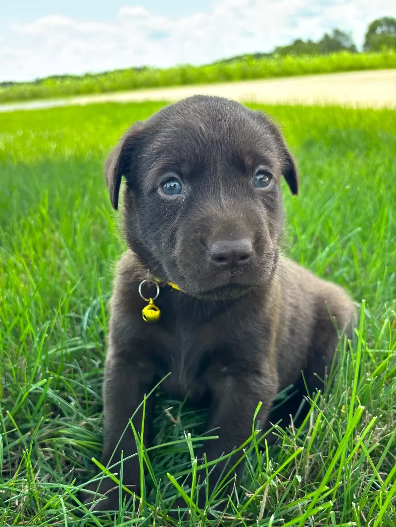 Willow