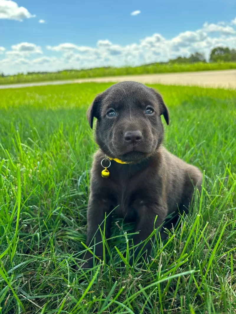 Willow