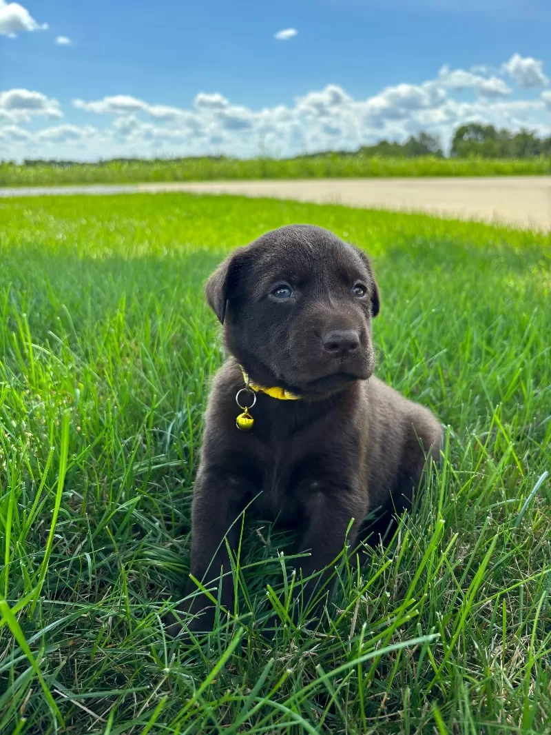 Willow
