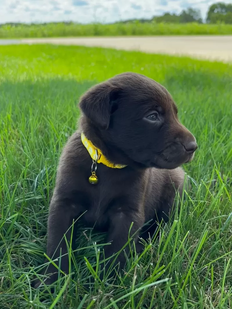 Willow