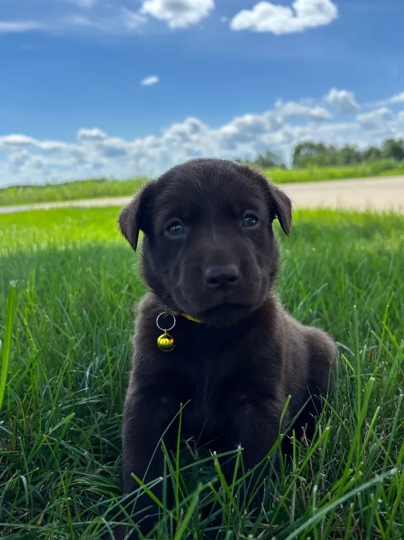 Willow