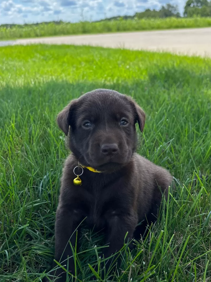 Willow