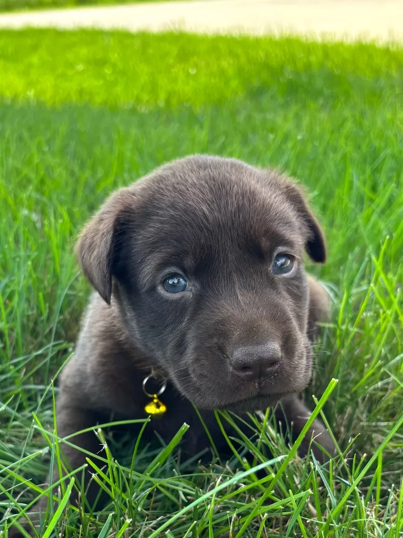 Willow