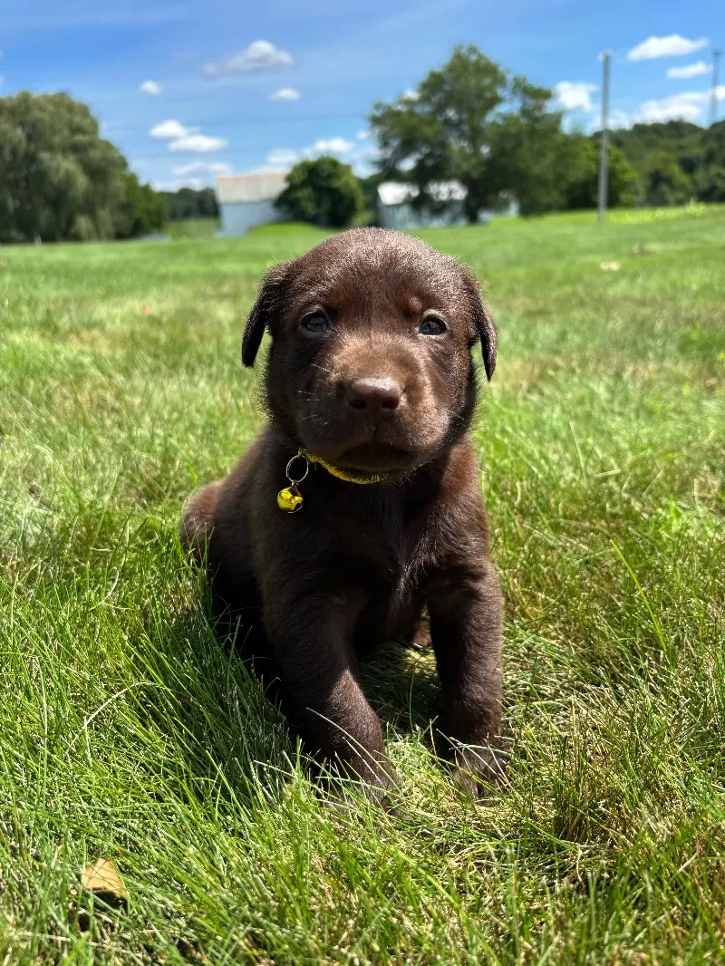 Willow