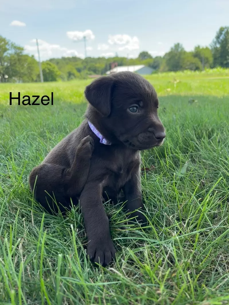 Hazel