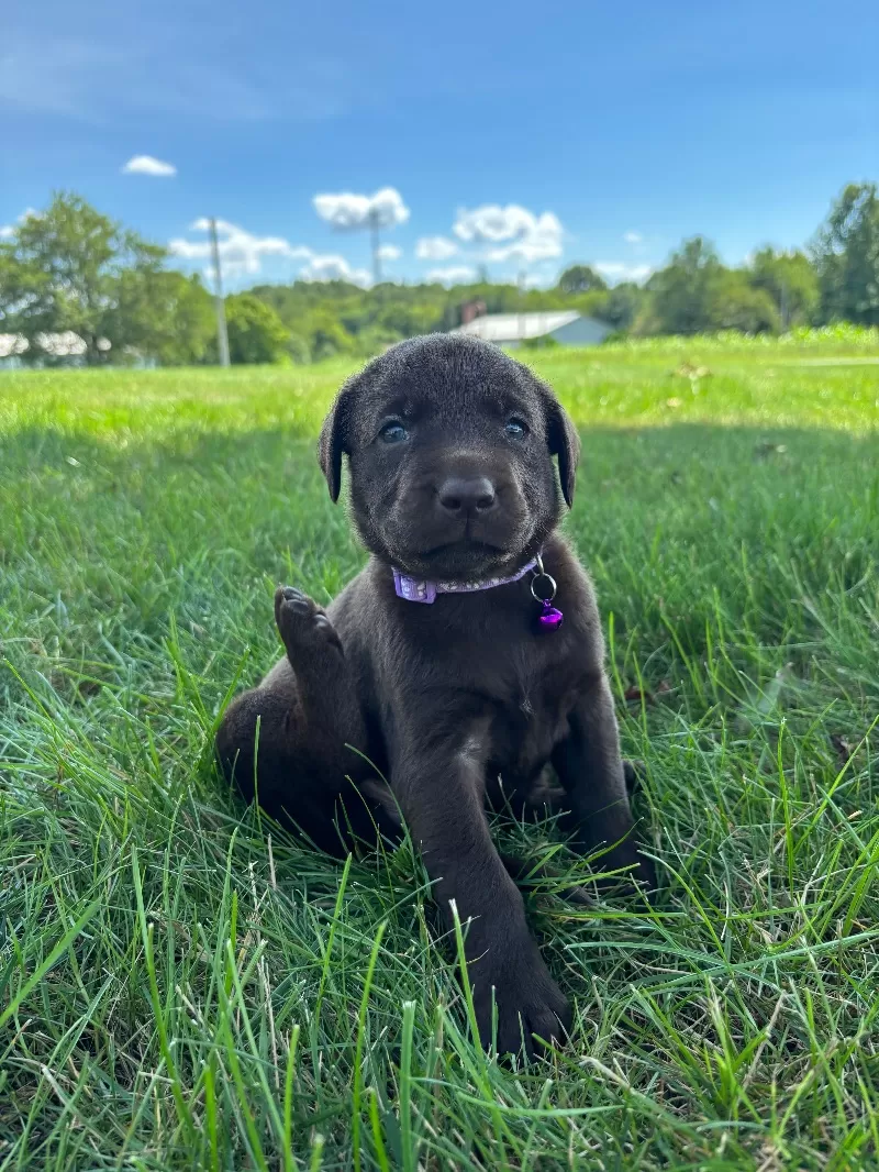 Hazel