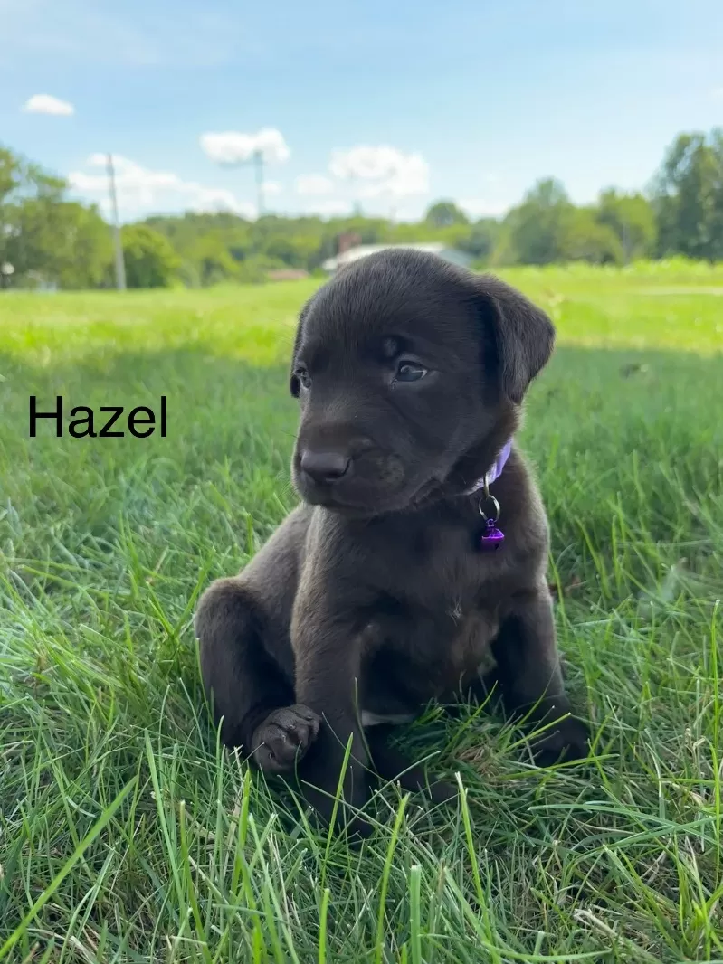 Hazel