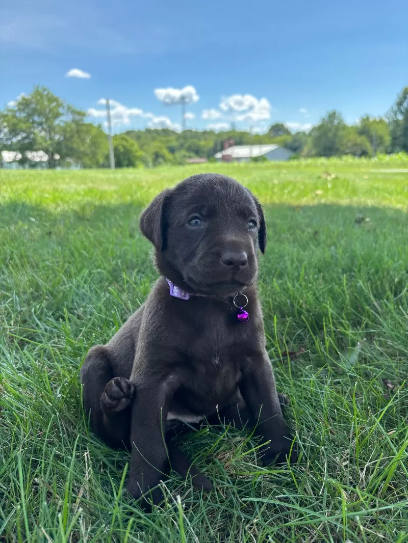 Hazel