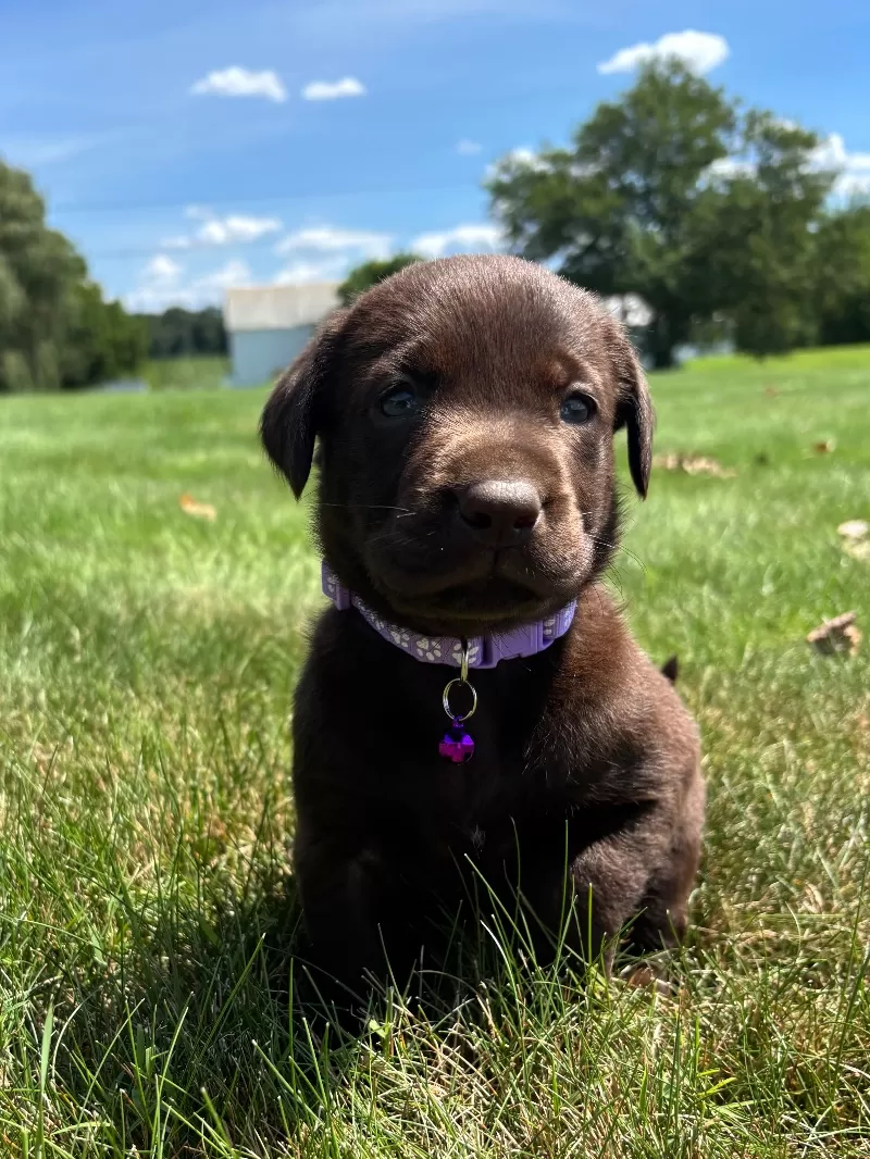 Hazel