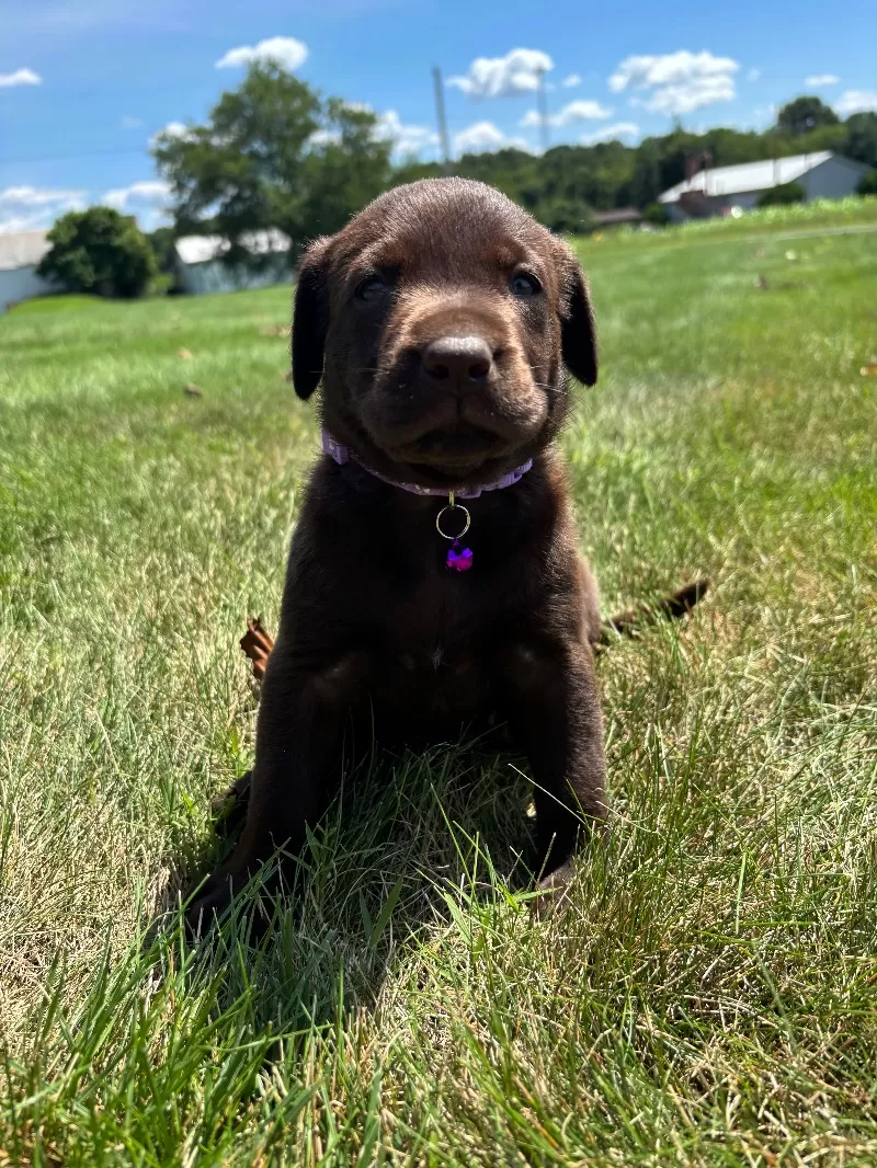 Hazel