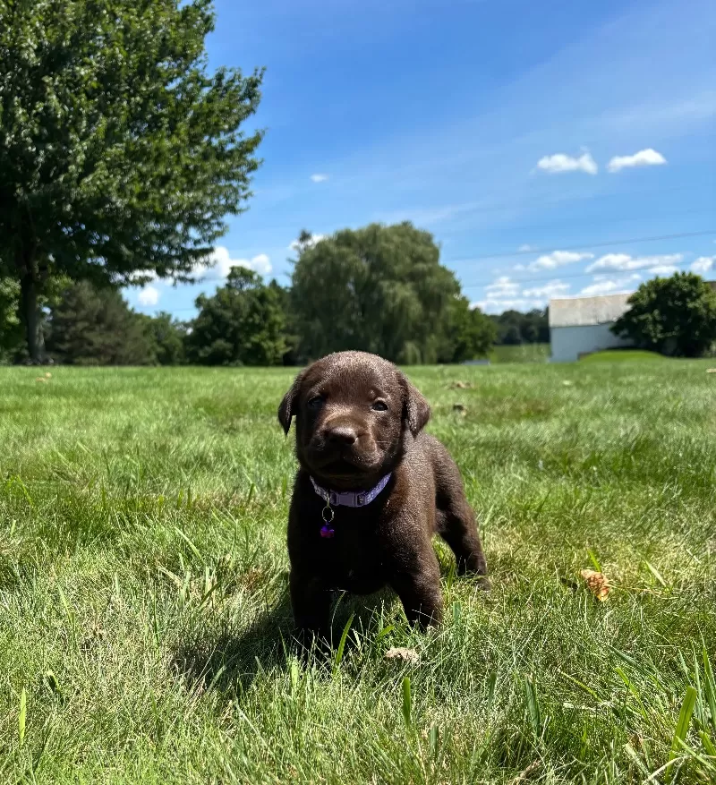Hazel