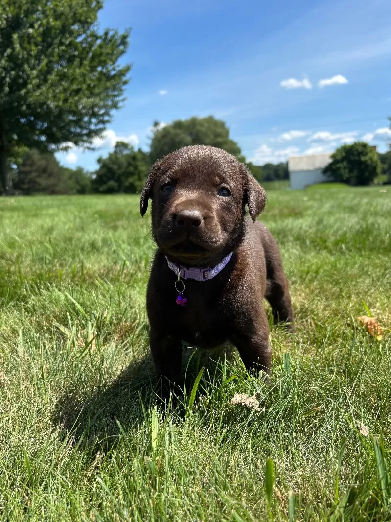 Hazel