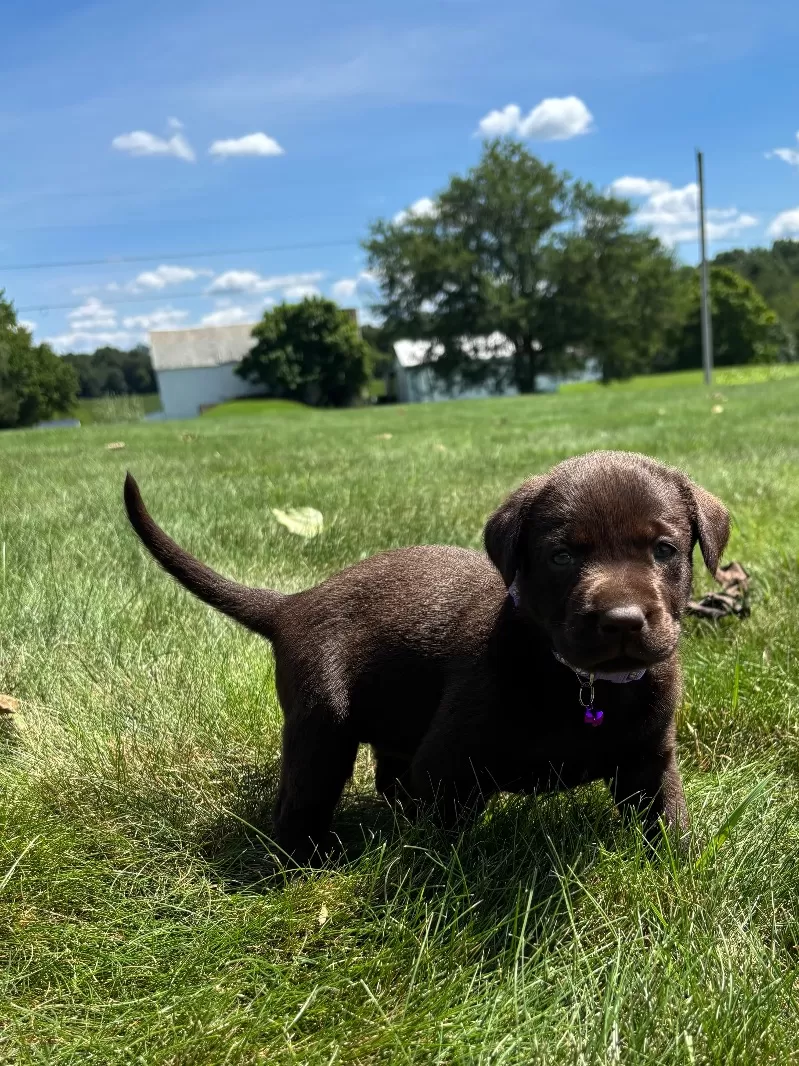Hazel