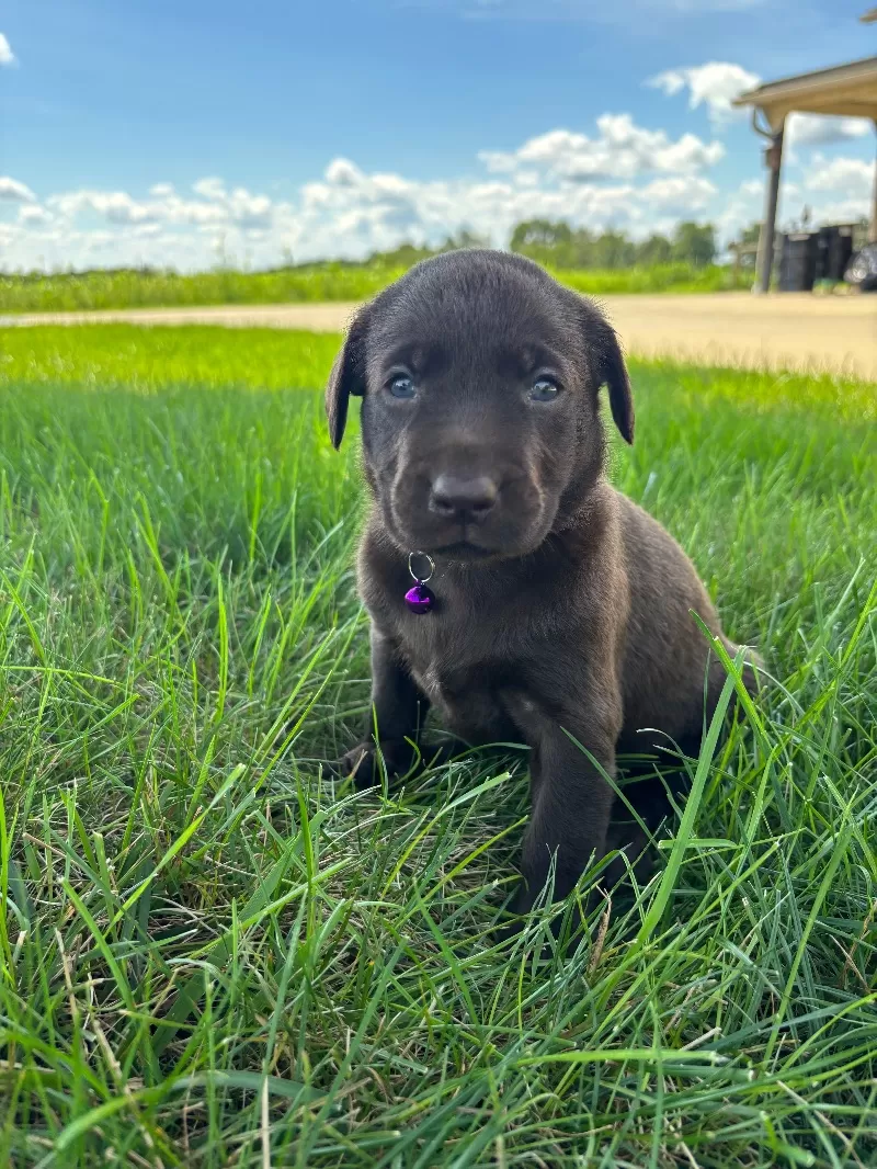 Hazel