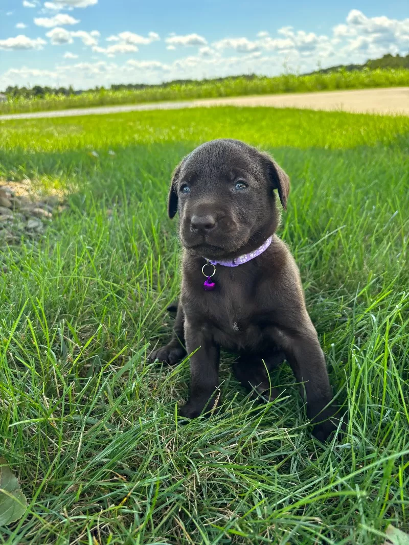 Hazel