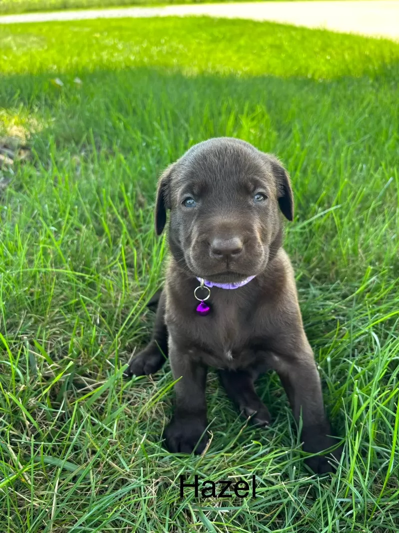 Hazel