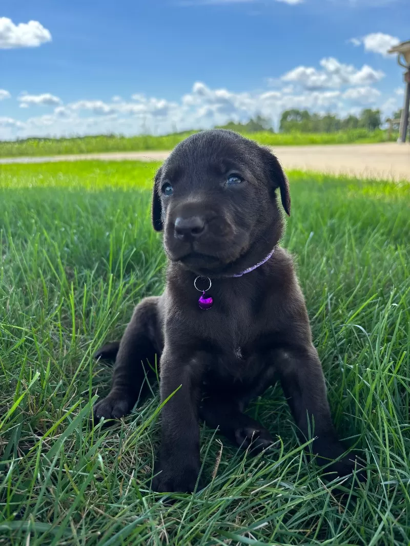 Hazel
