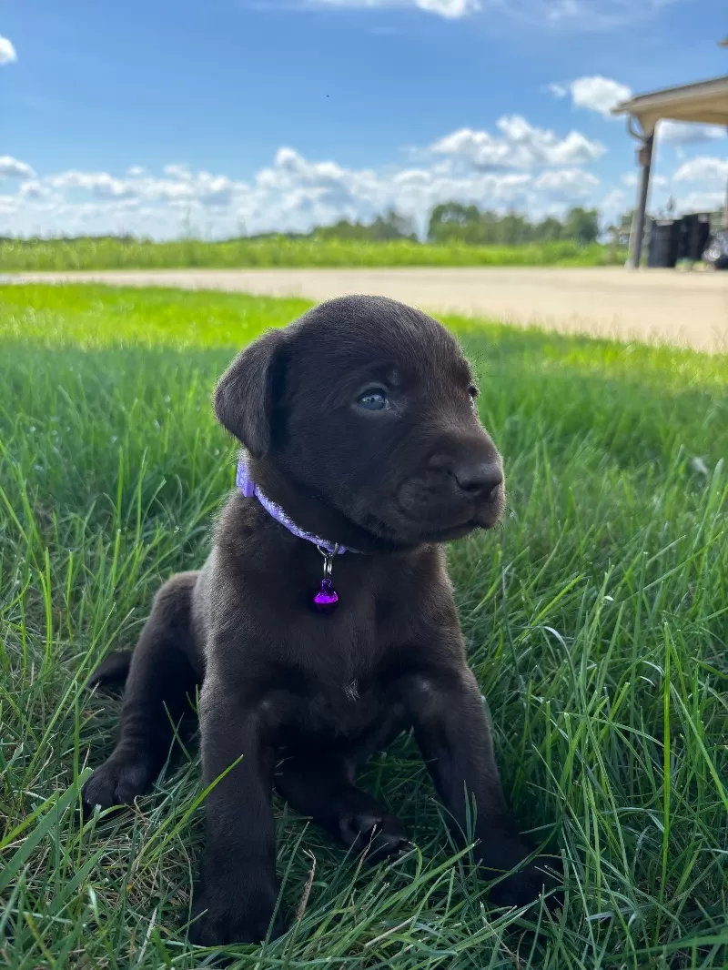 Hazel