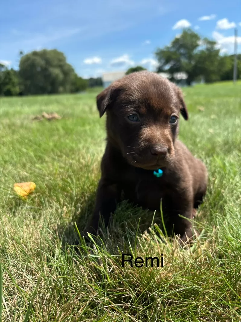 Puppy Name: Remi