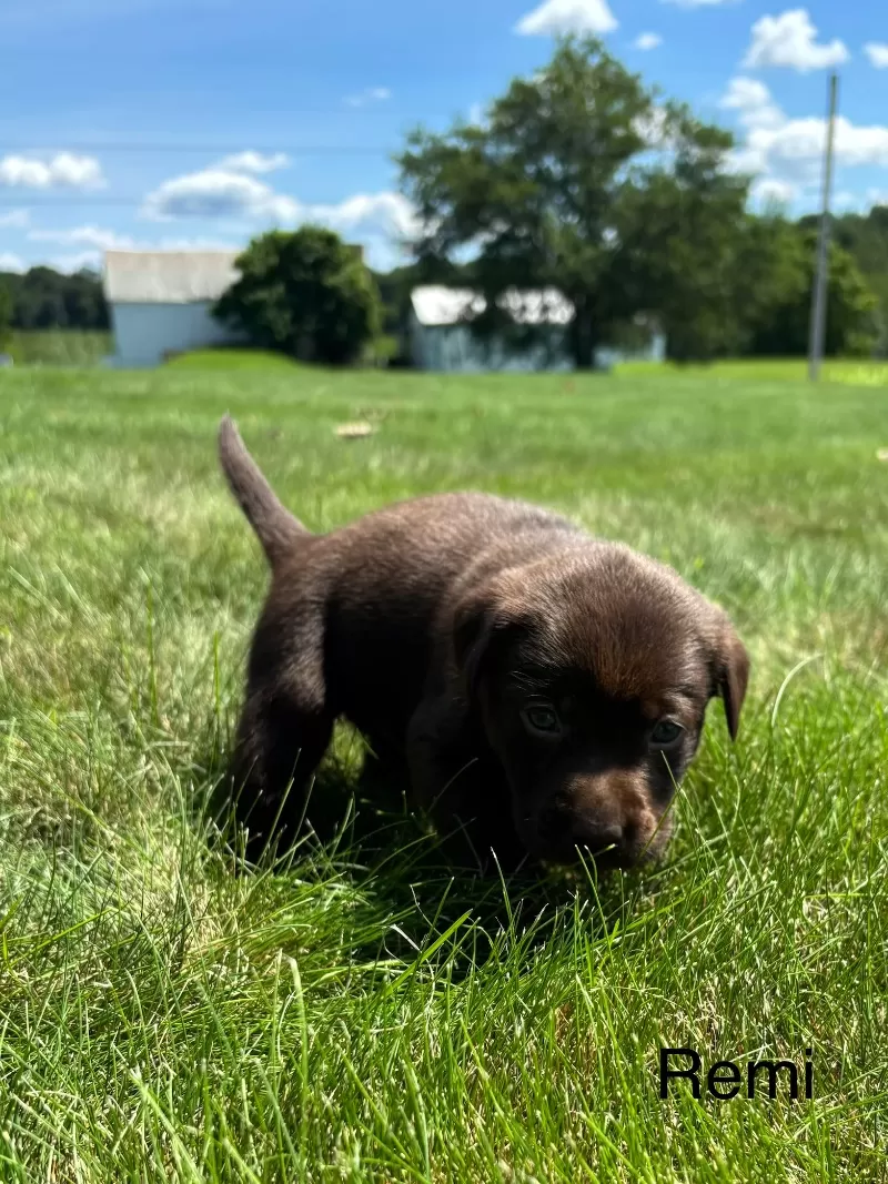 Remi