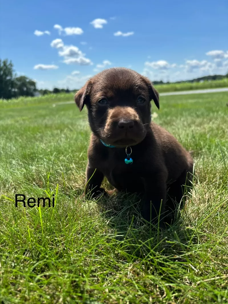 Remi